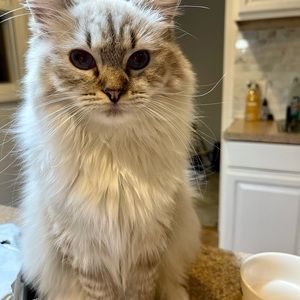 Meet your Posher, Aisha